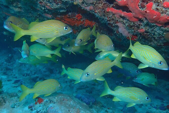 Anguilla Based: PADI Discover Scuba (Introductory Dive) - Final Thoughts on Value and Experience