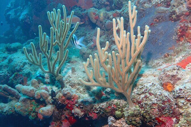 Anguilla Based: PADI Discover Scuba (Introductory Dive) - Final Word