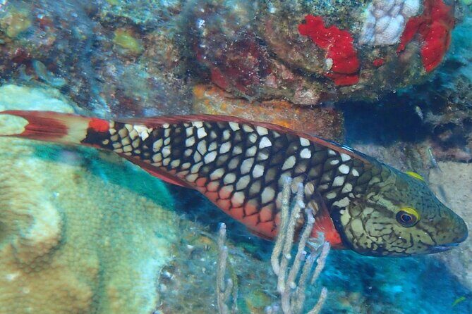 Anguilla Based:Complete your PADI Open Water Dives 3 & 4 with us - FAQ