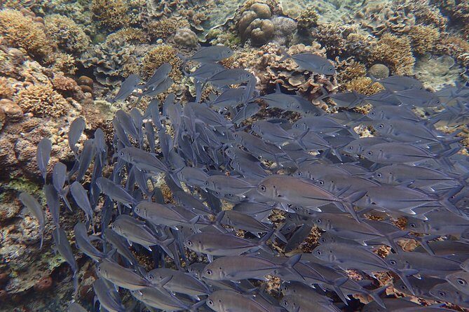 Anilao Snorkel Safari: Explore the Amazing Underwater World - What’s Included and What’s Not?