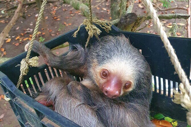 Animal Rescue center around San Jose - Experience tour - An In-Depth Look at the Experience