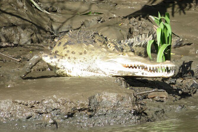 Animal Sightseeing Boat Tour in Palo Verde National Park - Animal Sightseeing Boat Tour in Palo Verde National Park