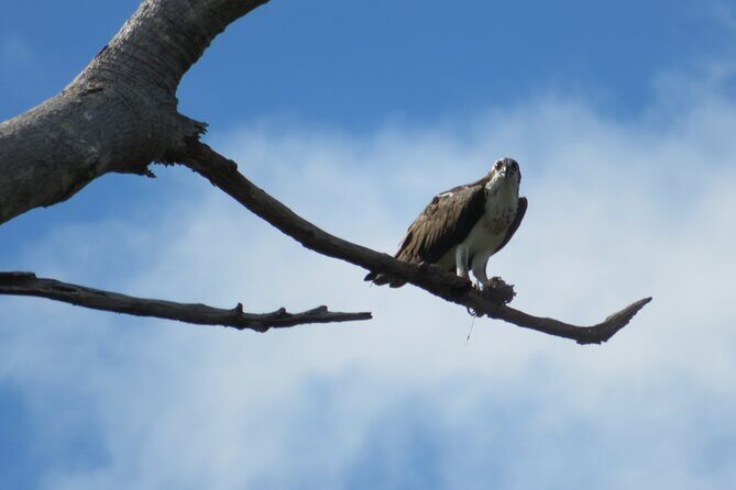 Animal Sightseeing Boat Tour in Palo Verde National Park - Final Thoughts