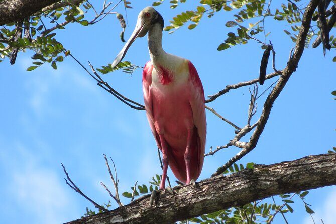 Animal Sightseeing Boat Tour in Palo Verde National Park - FAQ