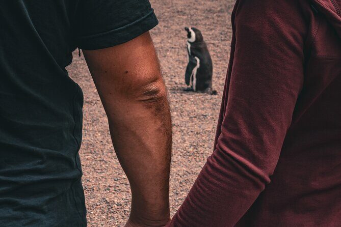 Animal watching in Punta Tombo and Isla Escondida - Key Points