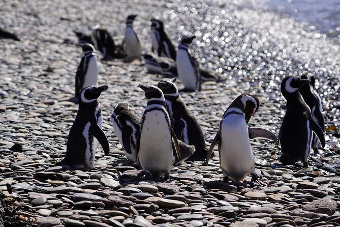 Animal watching in Punta Tombo and Isla Escondida - An Authentic Look at Patagonia’s Wildlife