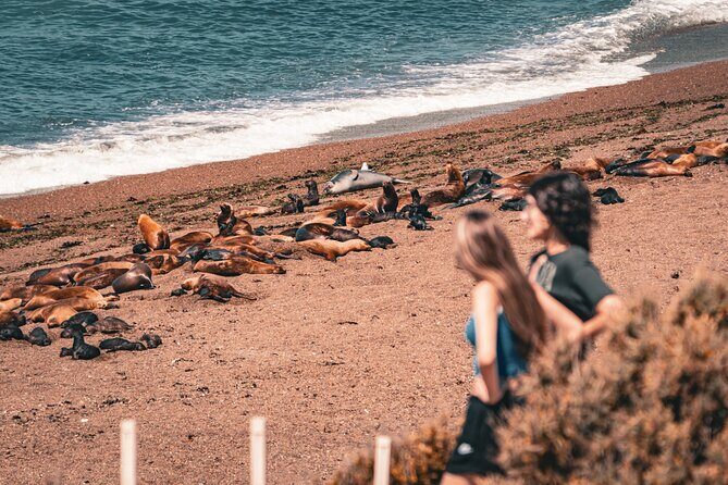 Animal watching in Punta Tombo and Isla Escondida - Who Would Love This Tour?