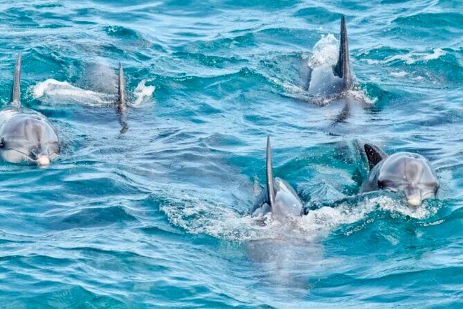 Anna Bay and Nelson Bay NSW tours like Dubai safari experience - What Makes This Tour Stand Out?