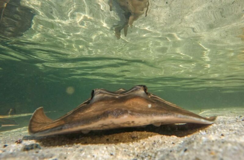 Anna Bay: Irukandji Entry + Coastal Currents Snorkel - Why This Tour Offers Great Value