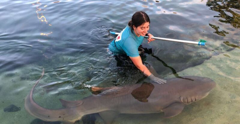 Anna Bay: Irukandji Entry Pass with Reef Shark Encounter - Anna Bay: Irukandji Entry Pass with Reef Shark Encounter