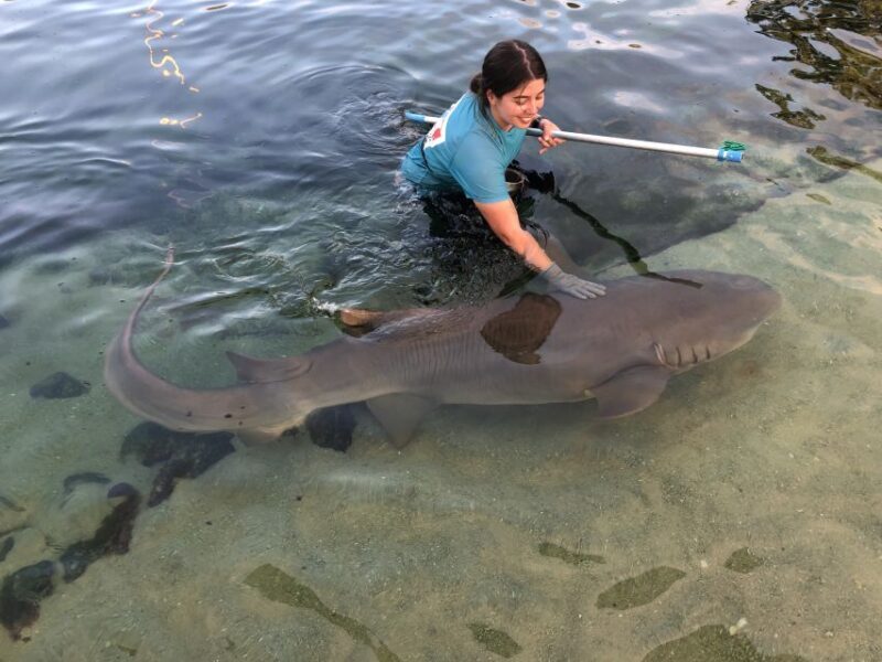 Anna Bay: Irukandji Entry Pass with Reef Shark Encounter - Key Points