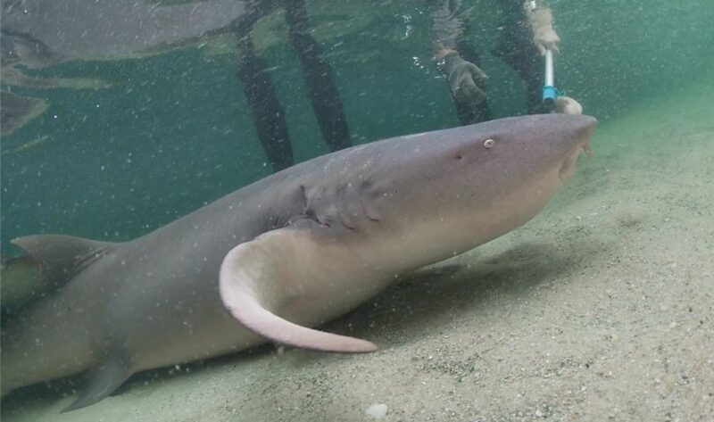 Anna Bay: Irukandji Entry Pass with Reef Shark Encounter - What Makes This Tour Stand Out?