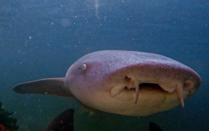 Anna Bay: Irukandji Entry Pass with Reef Shark Snorkel - A Closer Look at the Tour Experience