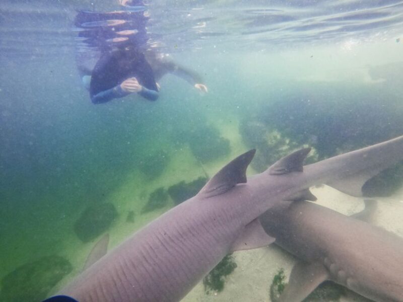 Anna Bay: Irukandji Entry Pass with Reef Shark Snorkel - Frequently Asked Questions