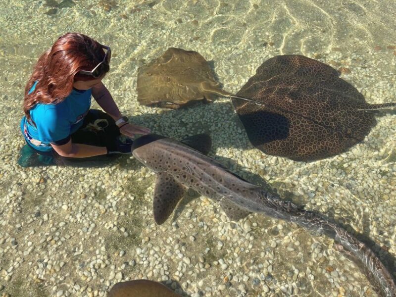 Anna Bay: Irukandji Entry Pass with Zebra Shark Encounter - Anna Bay: Irukandji Entry Pass with Zebra Shark Encounter