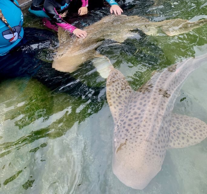 Anna Bay: Irukandji Entry Pass with Zebra Shark Encounter - Why This Experience Is Worth Considering