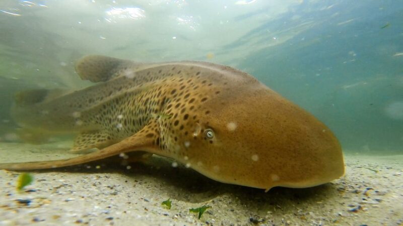 Anna Bay: Irukandji Entry with Zebra Shark Snorkel - Key Points