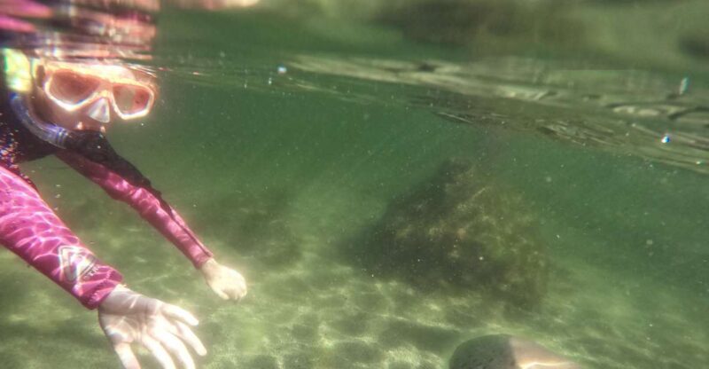 Anna Bay: Irukandji Entry with Zebra Shark Snorkel - Exploring the Irukandji Shark & Ray Encounters: What You Can Expect