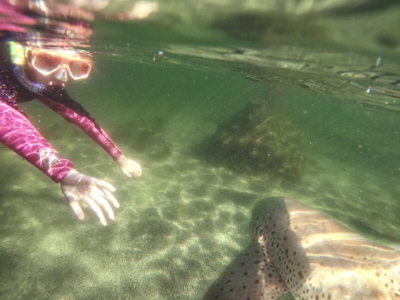 Anna Bay: Irukandji Entry with Zebra Shark Snorkel - Who Will Love This Experience?