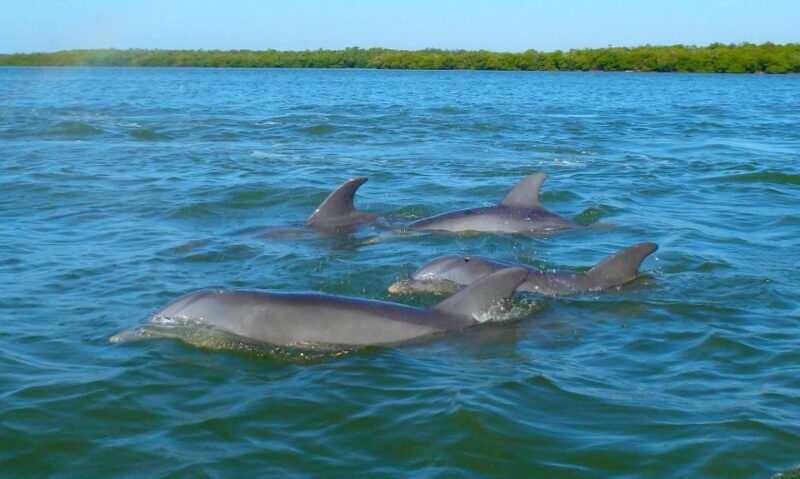 Anna Maria Island and Bradenton: Sunset Kayak Dolphin Tour - What to Expect on Your Sunset Kayak Dolphin Tour
