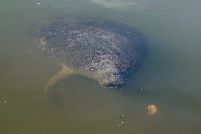 Anna Maria Island Build your own adventure 6 hour - A Personalized Coastal Adventure in Sarasota — What to Expect