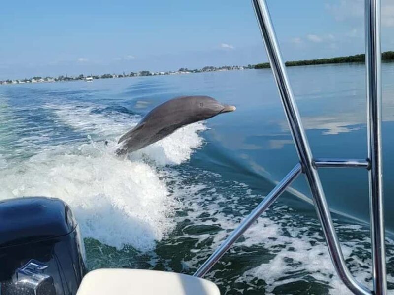 Anna Maria Island: Dolphin Cruise - Who Will Love This Tour?