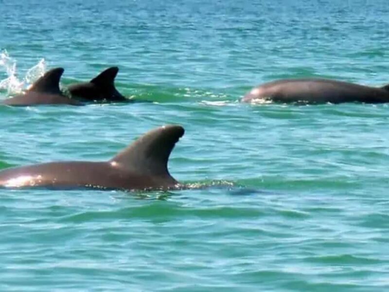Anna Maria Island: Dolphin Cruise - FAQ