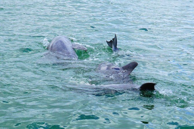 Anna Maria Island Dolphin Sightseeing Adventure - The Sum Up