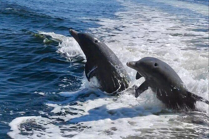 Anna Maria Island Dolphins & Beginners Snorkeling Adventure 3hrs - An Honest Look at the Anna Maria Island Dolphins & Beginners Snorkeling Adventure