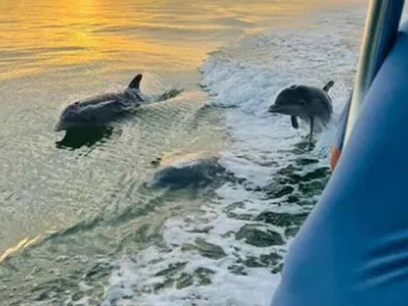 Anna Maria Island: Sunset Dolphin Cruise - In-Depth Review of the Sunset Dolphin Cruise