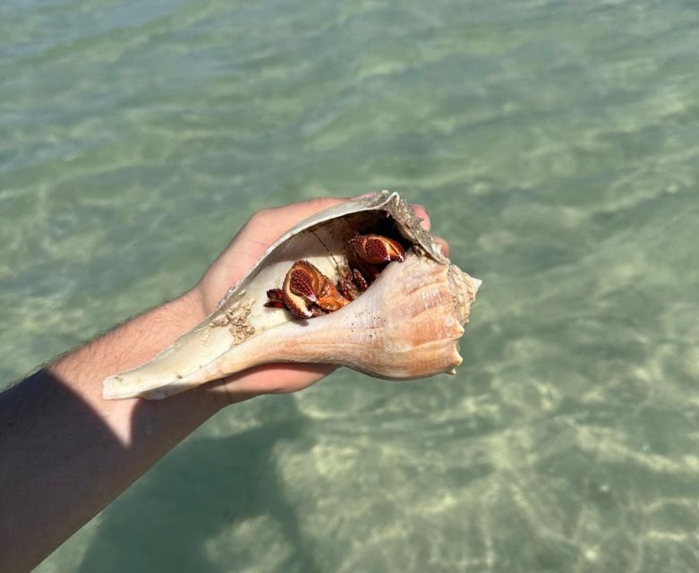 Anna Maria Island: The Island Kayak Tour - Practical Information