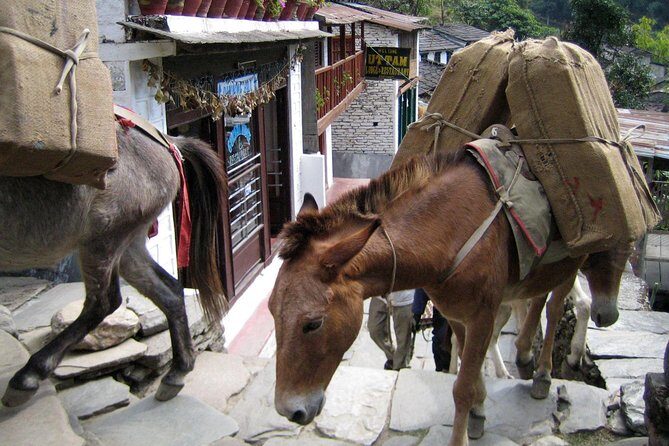 Annapurna Base Camp Trek - Final Thoughts