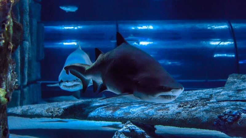 Antalya: Aquarium and Wax Museum Entry Ticket - Practical Tips for Your Visit