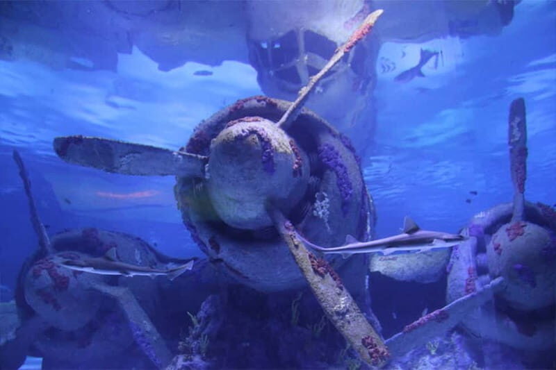 Antalya: Aquarium, Wax Museum, Snow World & Wild Park Ticket - Additional Highlights and Fun Features