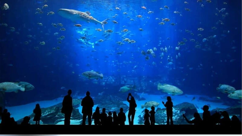 Antalya: Aquarium, Wax Museum, Snow World & Wild Park Ticket - Who Would Enjoy This Tour?