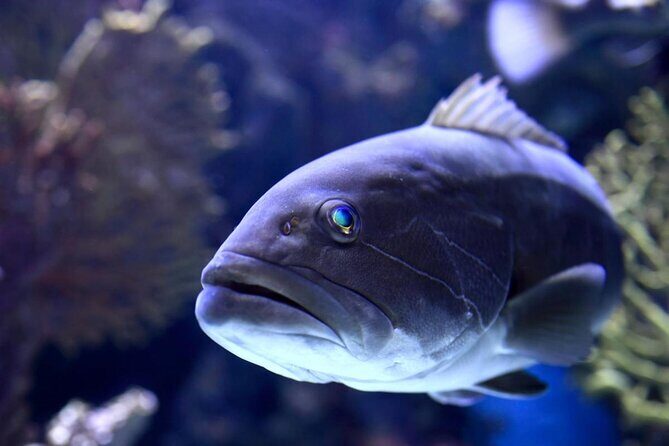 Antalya Aquarium, Wax Museum, Snow World, Wild Park, XD Cinema - Discover the Best of Antalya with This Multi-Attraction Tour