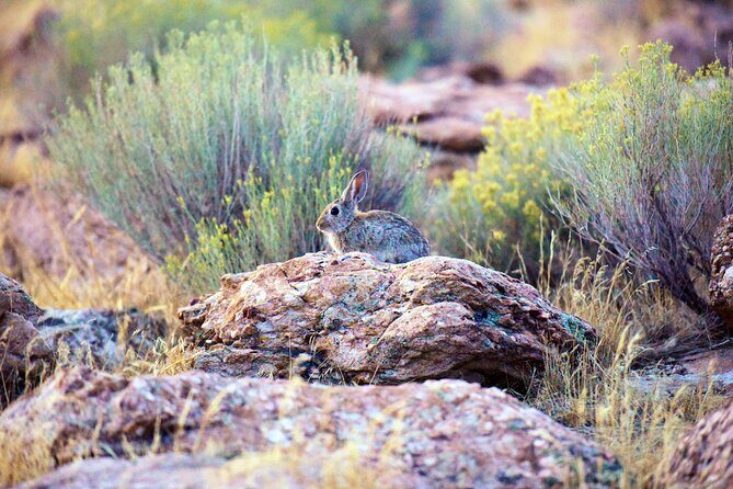 Antelope Island Sunset Wildlife Expedition Great Salt Lake Tour - Key Points