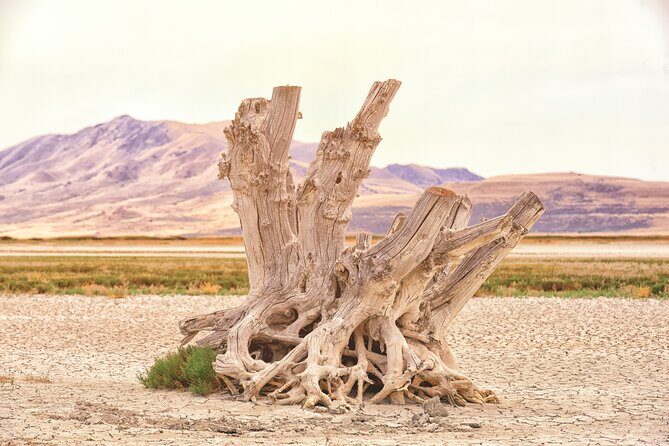 Antelope Island Sunset Wildlife Expedition Great Salt Lake Tour - Who Will Love This Tour?