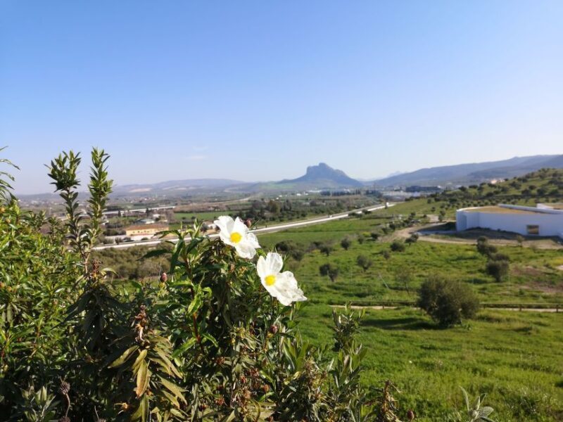 Antequera: Dolmens and El Torcal Tour with Transfer - The Value of the Tour