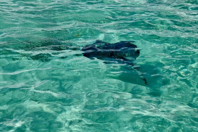 ANTIGUA FROM TOP TO BOTTOM: Stingray City, Beach, lunch & more... - FAQs