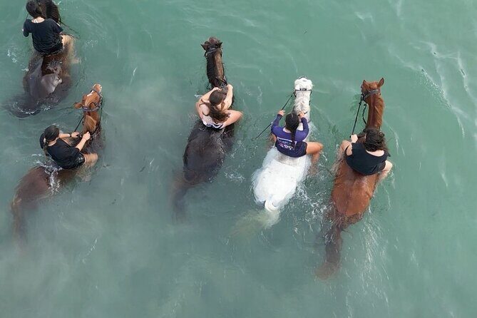 Antigua Horse Ride and Swim - Key Points
