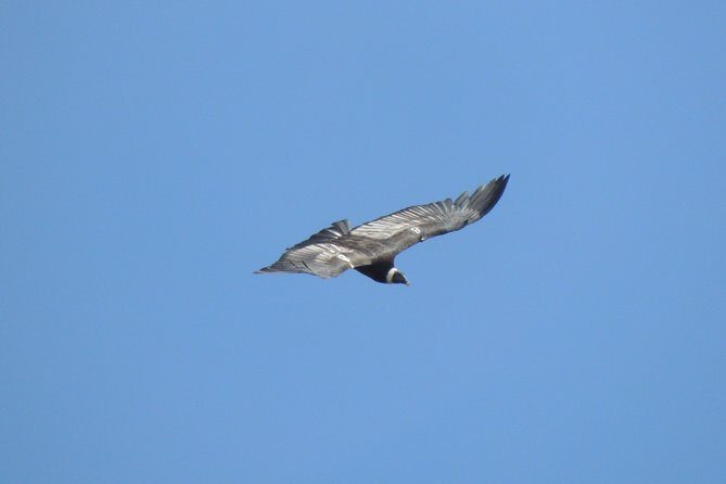 Antisana and Condors Watching Day Trip - An In-Depth Look at What to Expect