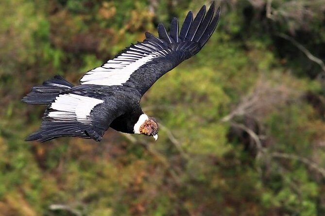 Antisana Volcano Private Tour - Adventure & Condors Watching - The Sum Up