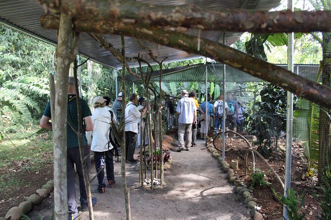 Ants Tour - Hormigas Town - FAQ