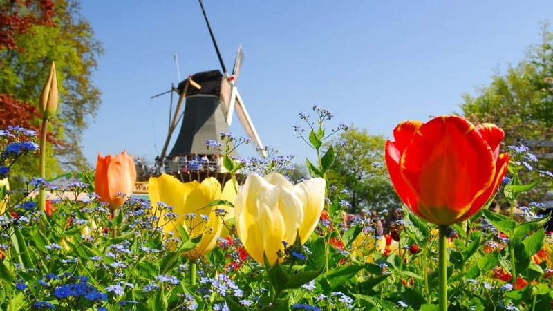 Antwerp: Full-day Holland Guided Keukenhof & Kinderdijk Tour - Antwerp: Full-day Holland Guided Keukenhof & Kinderdijk Tour — A Deep Dive
