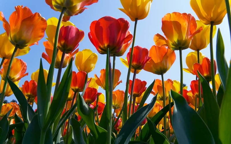 Antwerp: Full-day Holland Guided Keukenhof & Kinderdijk Tour - The Sum Up: Who Will Love This Tour?