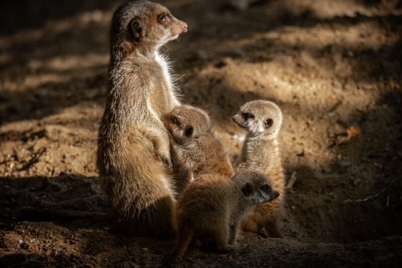 Antwerp: ZOO Entry Ticket - A Deep Dive into Antwerp Zoo: What to Expect