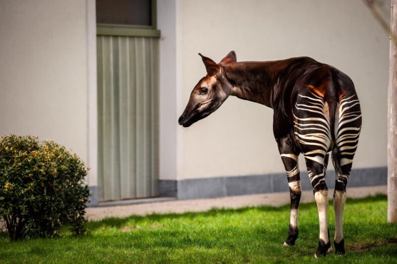 Antwerp: ZOO Entry Ticket - The Sum Up: Is Antwerp Zoo Worth It?