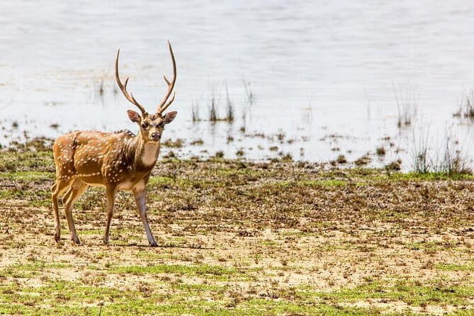 Anuradhapura: Full-Day Wilpattu National Park Private Safari - A Deep Look at the Wilpattu Safari Experience