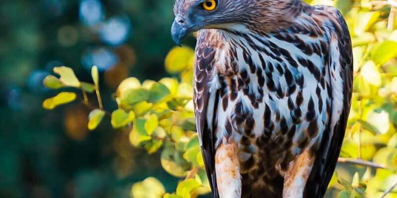 Anuradhapura: Full-Day Wilpattu National Park Private Safari - Key Points